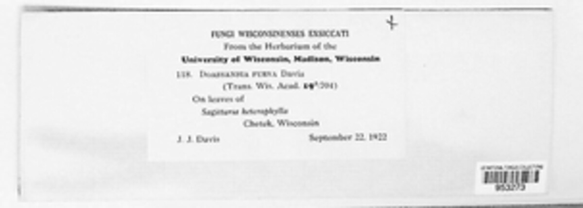 Doassansiopsis furva image